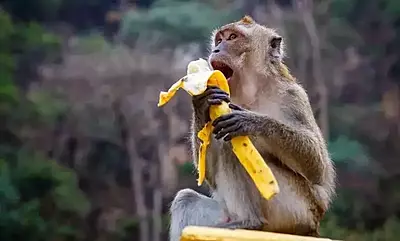 Monkey Feeding Seva in Govardhan (Single Day) Monkey Feeding Seva in Govardhan (Single Day)