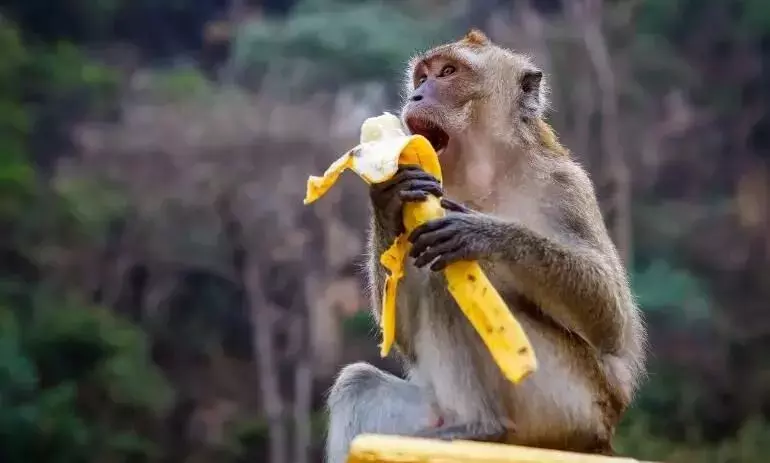 Monkey Feeding Seva in Govardhan (Single Day) Monkey Feeding Seva in Govardhan (Single Day)