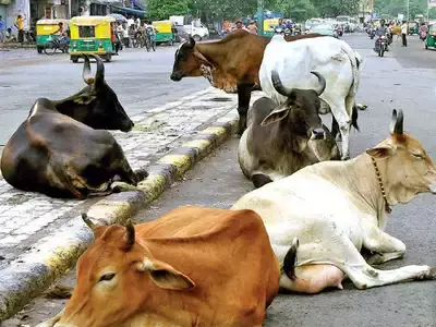 Stray Cow Feeding Seva in Govardhan (Single Day) Stray Cow Feeding Seva in Govardhan (Single Day)