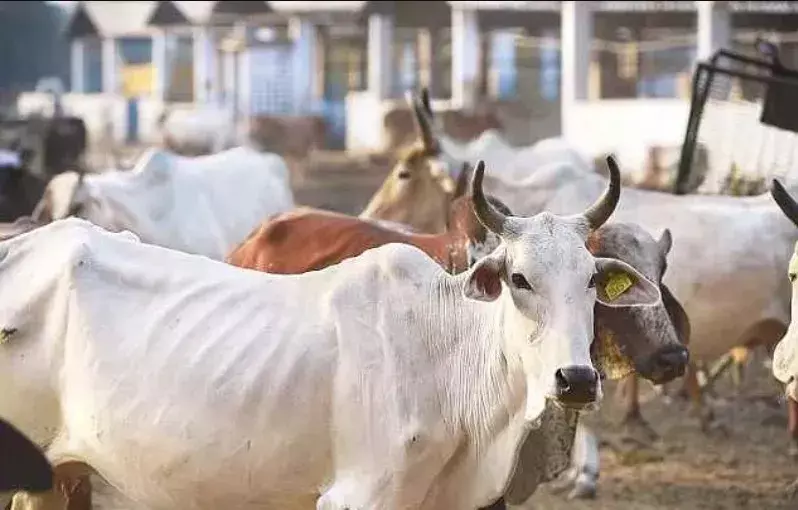 Stray Cow Feeding Seva in Govardhan (Monthly Support) Stray Cow Feeding Seva in Govardhan (Monthly Support)