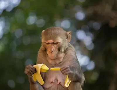 Monkey Feeding Seva in Govardhan (Single Day) Monkey Feeding Seva in Govardhan (Single Day)