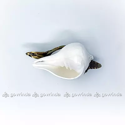 Puja Shankha or Jal Sankha / Pani Wala Shankh for Pooja, Aarti, Original White Conch Shells with Brass Sankha Stand (Pack of 1 Set) Puja Shankha or Jal Sankha / Pani Wala Shankh for Pooja, Aarti, Original White Conch Shells with Brass Sankha Stand (Pack of 1 Set)