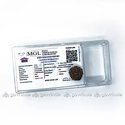 5 Mukhi Rudraksha 5 Mukhi Rudraksha