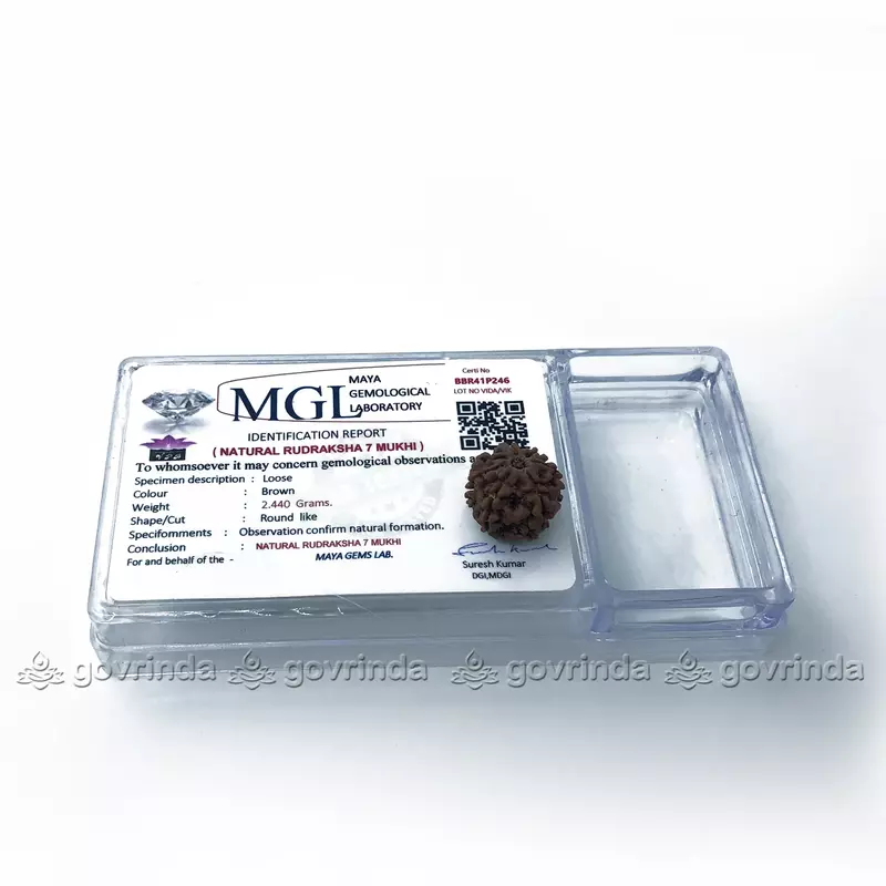 7 Mukhi Rudraksha 7 Mukhi Rudraksha