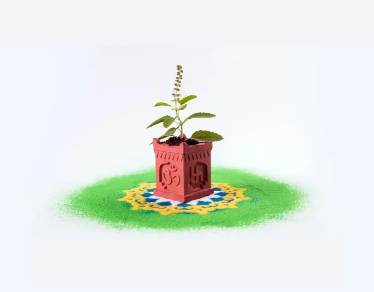 Tulsi Archana Puja in Vrindavan Tulsi Archana Puja in Vrindavan